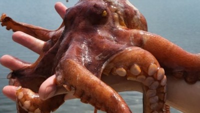 놓치면 후회! 통영 문어숙회 문어url돌 초특가 후기🐙